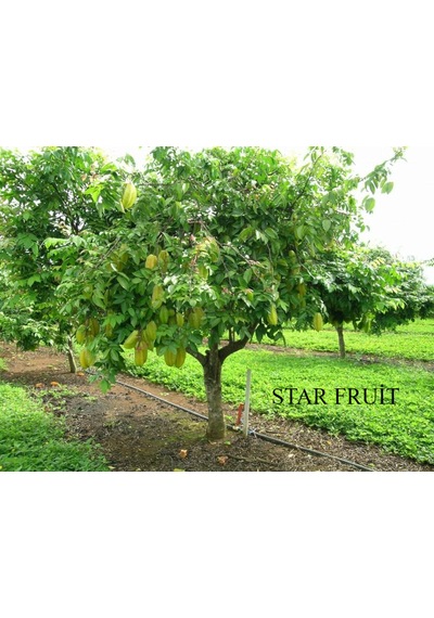 Aşılı Starfruit Fidanı 4 Yaş 100 Cm