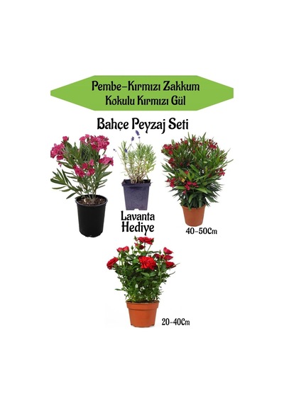 Bahçe Seti 1 Adet Kırmızı 1 Adet Pembe Zakkum+1 Adet Kırmızı Gül + Hediye Lavanta