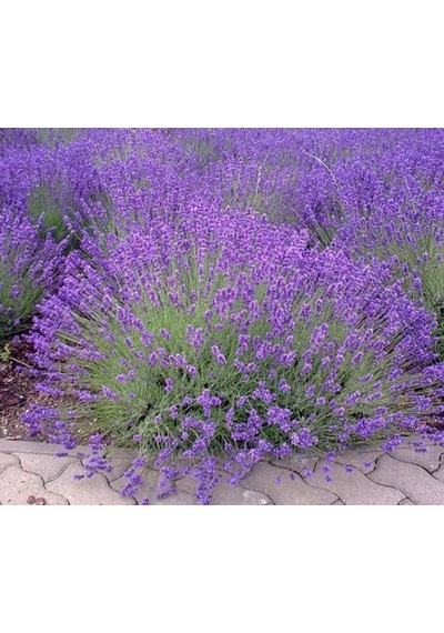 Lavanta Lavandula Angustifolia 3 Adet