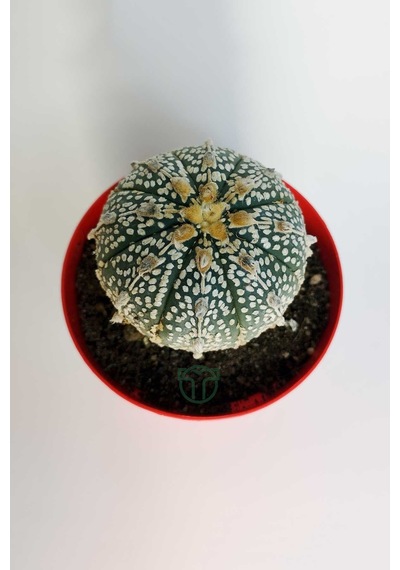 Astrophytum Asterias Super Kabuto Koleksiyon Kaktüs 8.5 Cm Kırmız 1 Adet