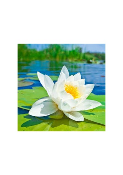 5 Adet Tohum Nadir Beyaz Lotus Çiçek Tohumu Lotus Çiçeği Tohumu Nilüfer Çiçeği Tohum