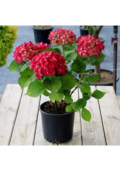 Videolu 4 Adet Kırmızı Ortanca Çiçeği 25-45 Cm Saksılı Çiçekli Bodur Bitkiler Red Hydrangea