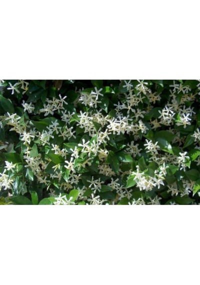 Serada Decor Plant Kokulu 70 Cm Saksılı Beyaz Arap Yasemini Çiçeği
