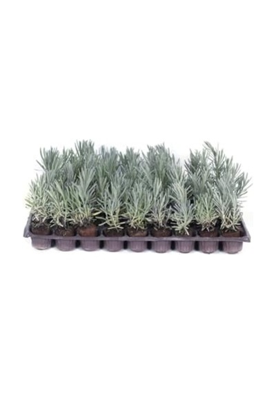 Lavanta Bitkisi Fidesi 10 Adet Viyol'de - Lavandula