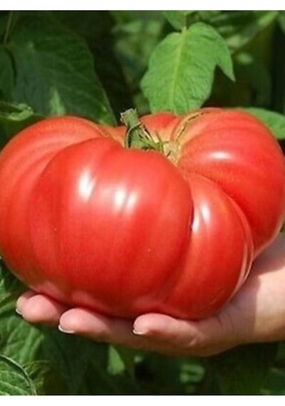Dev Büyük Domates Tohumu 40 Adet