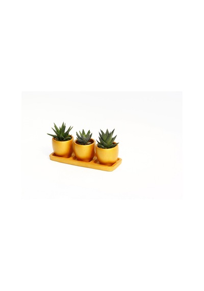 Trio Orange Sukulent Seti - 3lü Haworthia