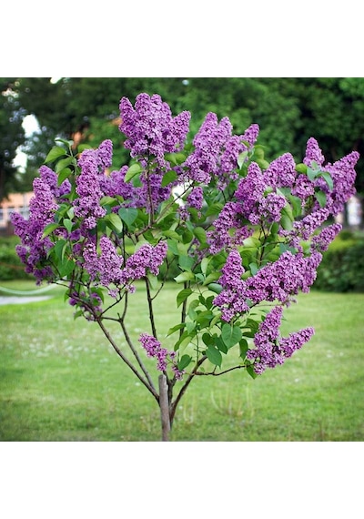 Fidanistanbul Syringa Chinensis Leylak Fidanı 20-30 Cm Tüplü