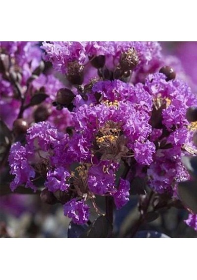 Serada Decor Plant Mor Oya Çiçeği Fidanı 85cm
