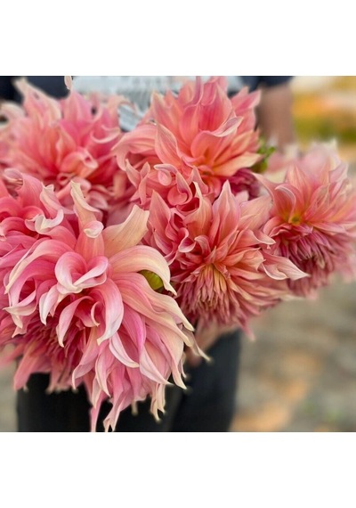 Xxl İri Çiçekli Penhill Watermelon Dahlia Yıldız Çiçeği Soğanı Yumrusu 1 Adet