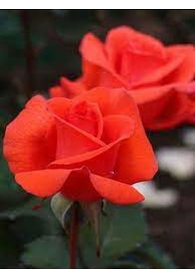 Ponpon Nar Çiçeği 3 Adet Gül Fidanı Yediveren 50-80 Cm Pomegranate Blossom Rose Sapling