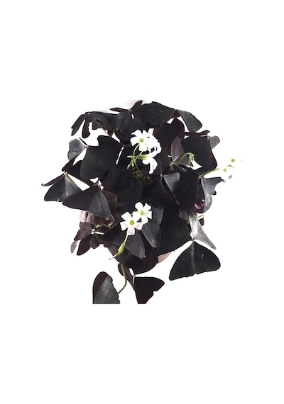 Oxalis Triangularis