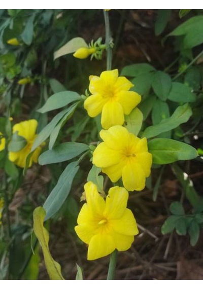 Videolu Sarı Yasemin Fidanı 100-12cm 1 Adet Saksılı Dış Mekan Sarmaşık Yellow Jasmine