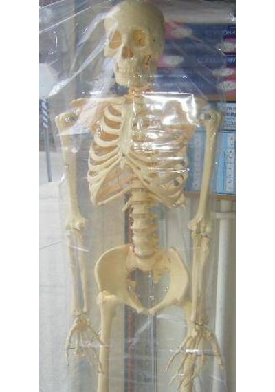 İnsan İskeleti İskelet Maketi