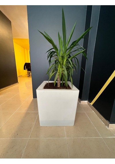 45x45 Minik Ağaç Saksısı