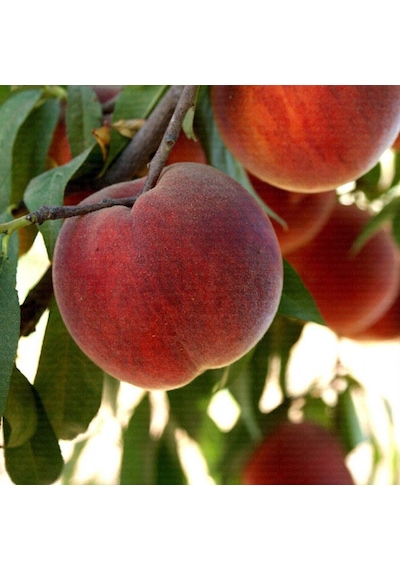 Tüplü Tam Bodur Innovative Tree Cresthaven Şeftali Fidanı