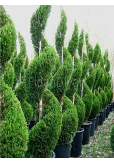 Videolu Leylandi Servi Bitkisi 50 70 Cm 1 Adet Dış Mekan Bitkisi Cupressocyparis Leylandii