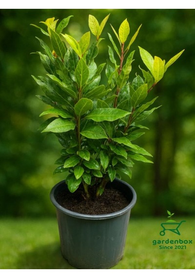Kokulu Defne Fidanı Aromatik Defne Ağacı Bitkisi Laurus Nobilis 45-60 Cm