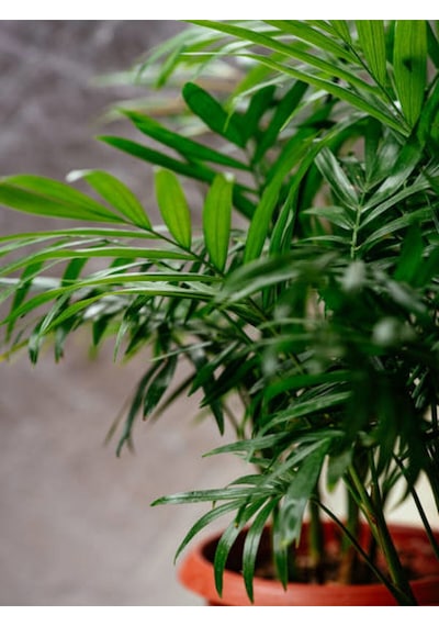 Videolu Areka-areca Salon Palmiyesi 1 Adet Saksılı 80-120 Cm Iç Mekan Bitkisi Chamaedorea Elegans