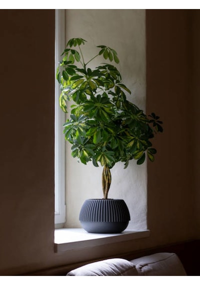 Videolu Şeflera Salon Bitkisi 70 90 Cm 1 Adet Saksılı Iç Mekan Bitkisi Schefflera