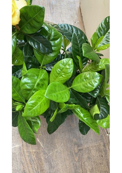 Videolu 1 Adet Salon Hediyesi Mis Kokulu Gardenya Çiçeği 20-40 Cm Saksılı Iç Mekan Gardenia