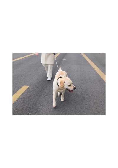 M-pets Chaın Zincir Gezdirme Soft Tutmalı 4mm/120cm Çok Renkli