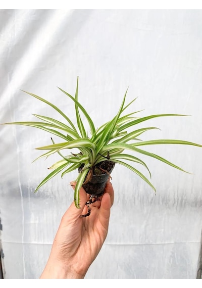 Variegatum Chlorophytum Comosum Kurdele Çiçeği 10-20 Cm