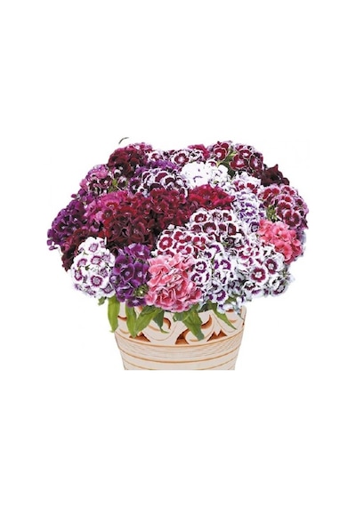 Hüsnü Yusuf Tohumu 30 Adet Dianthus Barbatus Mix N11434