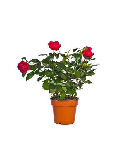 Videolu Özel Seri Gül Fidanı Kırmızı Renk 30 40 Cm 1 Adet Aşılı Gül Red Rose