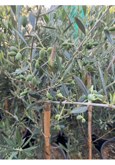 Bol Meyveli 4 Yaş Çok Verimli Koroneiki Zeytin Fidanı Boy 120-150 Cm