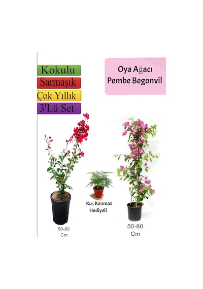 Kırmızı Oya Ağacı+ Pembe Begonvil+ Tül Çiçeği Hediyeli