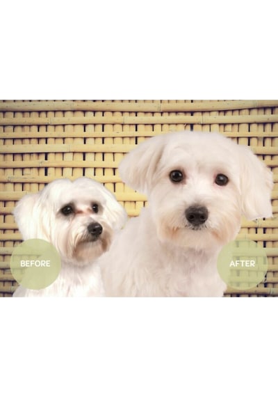 Show Tech Vitalize Köpek Ve Kediler İçin Göz Altı Lekesi Giderici Takviye 250 Ml