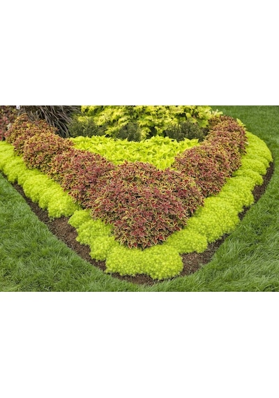 Sarı Sedum - Sedum Mexicanum 180 Adet