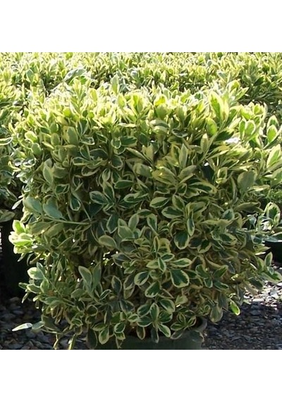Alaca Taflan Fidanı 30-50 Cm Euonymus Japonica Variegata Da