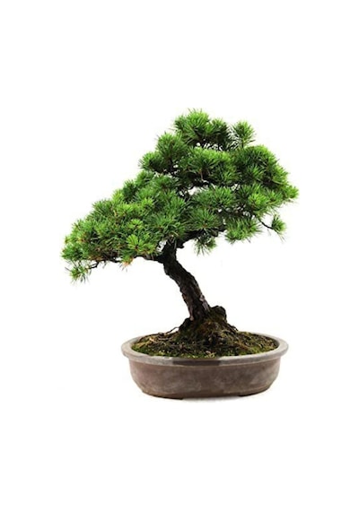 Nadir Ithal Bodur Supressus Bonzai Ağacı Tohumu 5 Tohum Bonsai Tohumu