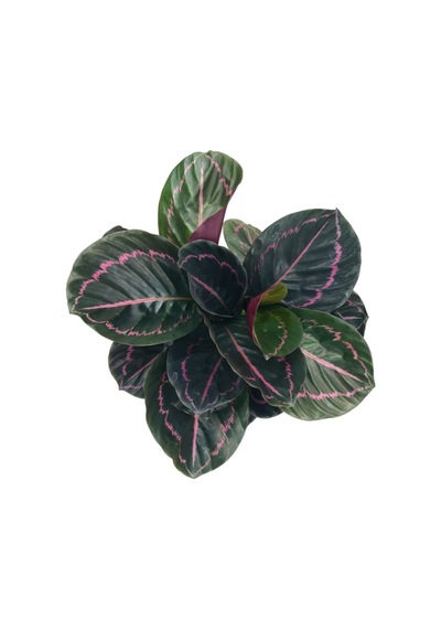 Calathea Roseopicta Dottie (Dua Çiçeği) 14 CM Y35-40 CM