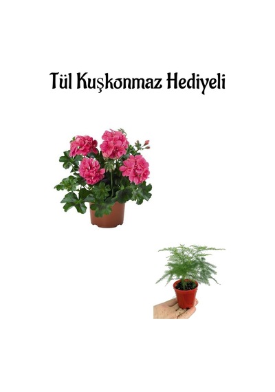 Hediyelik Pembe Sakız Sardunya Fidanı Anneler Gününe Özel Tül Kuşkonmaz