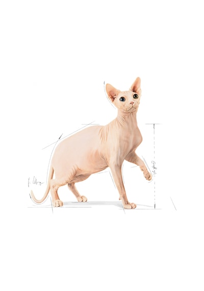 Royal Canin Adult Sphynx Yetişkin Kedi Maması 2 KG