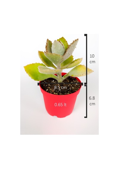 Kalanchoe Beharensis Fang Kadife Yapraklı Sukulent Keçe Bitkisi K