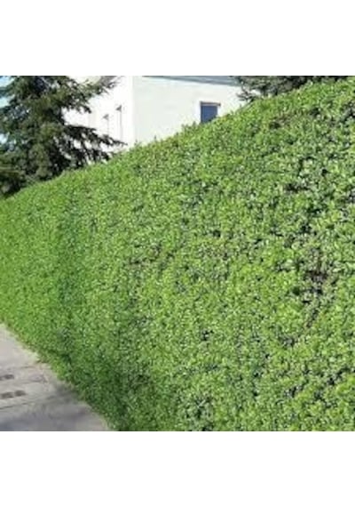 Ligustrum Kurtbağrı 200 Adet - Çit Bitkisi