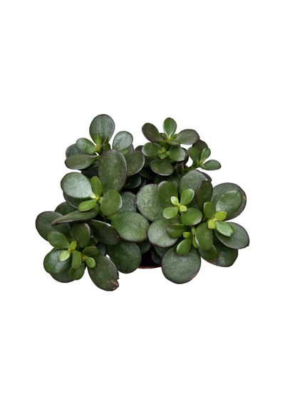 Crassula Ovata 'minor' Sukulent 1 Adet