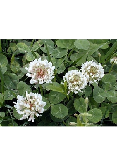 Üçgül Tohumu 250 GR Ak Üçgül Tohumu Trifolium Repens Aküçgül