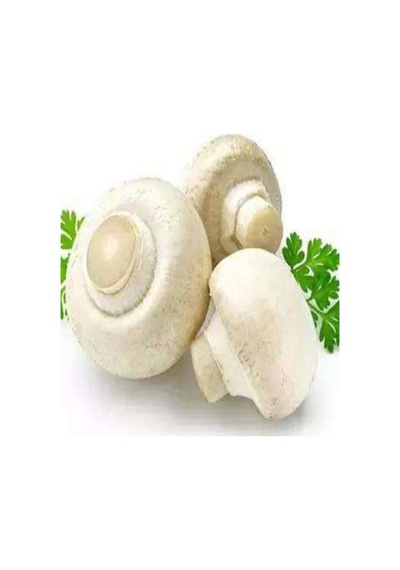 1 Gr Beyaz Şapkalı Kültür Mantarı Tohumu