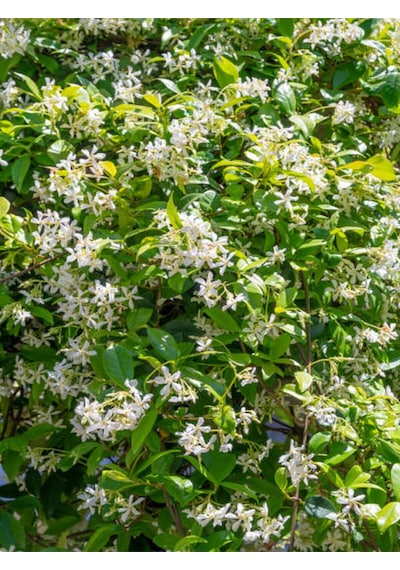 Videolu Jasminum Polyanthum Jasmine Kokulu Çin Yasemini Beyaz 1 Adet Saksılı 30-60cm