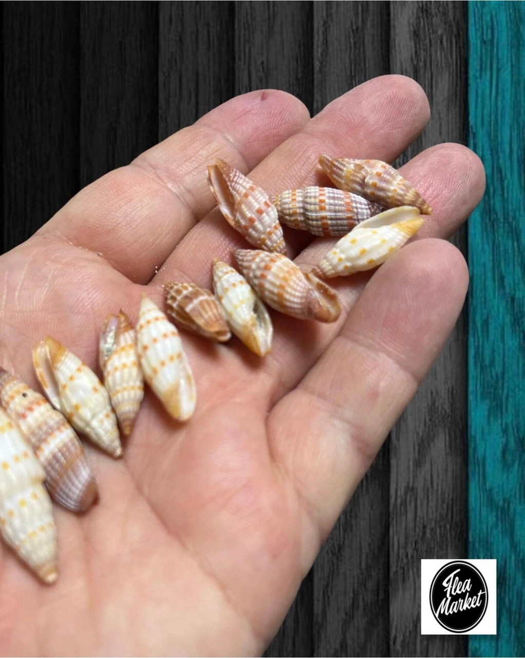Gerçek Deniz Kabuğu - Small Minarets - 50gr