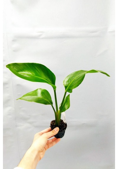 Çok Avantajlı Strelitzia 'starliçe' - Beyaz Cennet Kuşu Çiçeği -ıç Mekan Bitkisi - 35 Cm