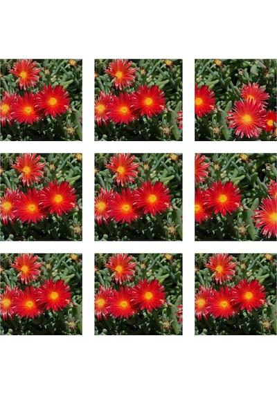 10'lu Kırmıı Buz Çiçeği Fidesi 5-15 Cm Tüplü Çiçekli Bodur Bitkiler Mesembryanthemum