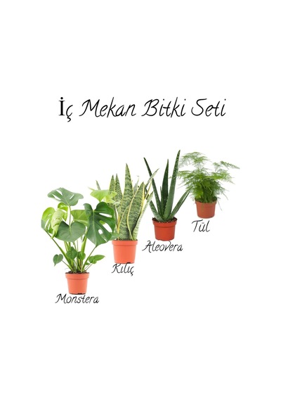 Deve Tabanı 40-55cm -sarı Kılıç 15-30cm -aleovera 15-25cm -tül Kuşkonmaz 15-25cm