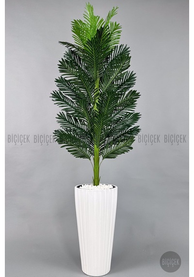 Yapay Areka Ağaci 220 Cm Beyaz Li Lyum Saksıda
