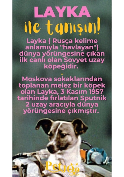 Petjoo 22.Layka Sarı-Pembe Qr'lı Köpek Künyesi