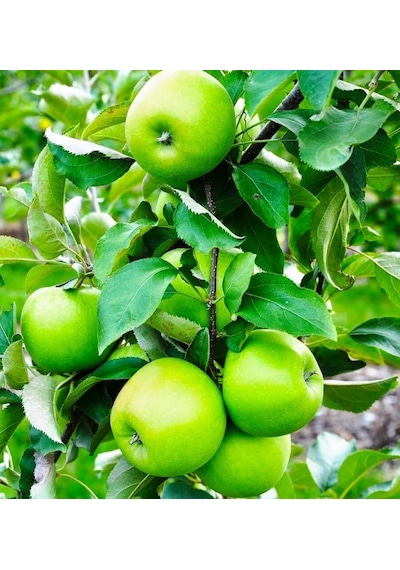 6 Yaş Granny Smith Elma Fidanı